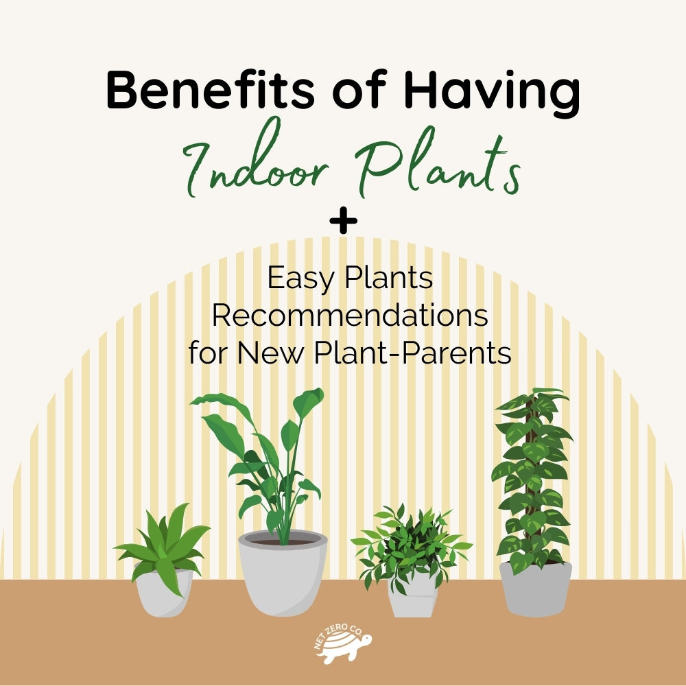 buy jade plants ASSORTED JADE 4in main image 0